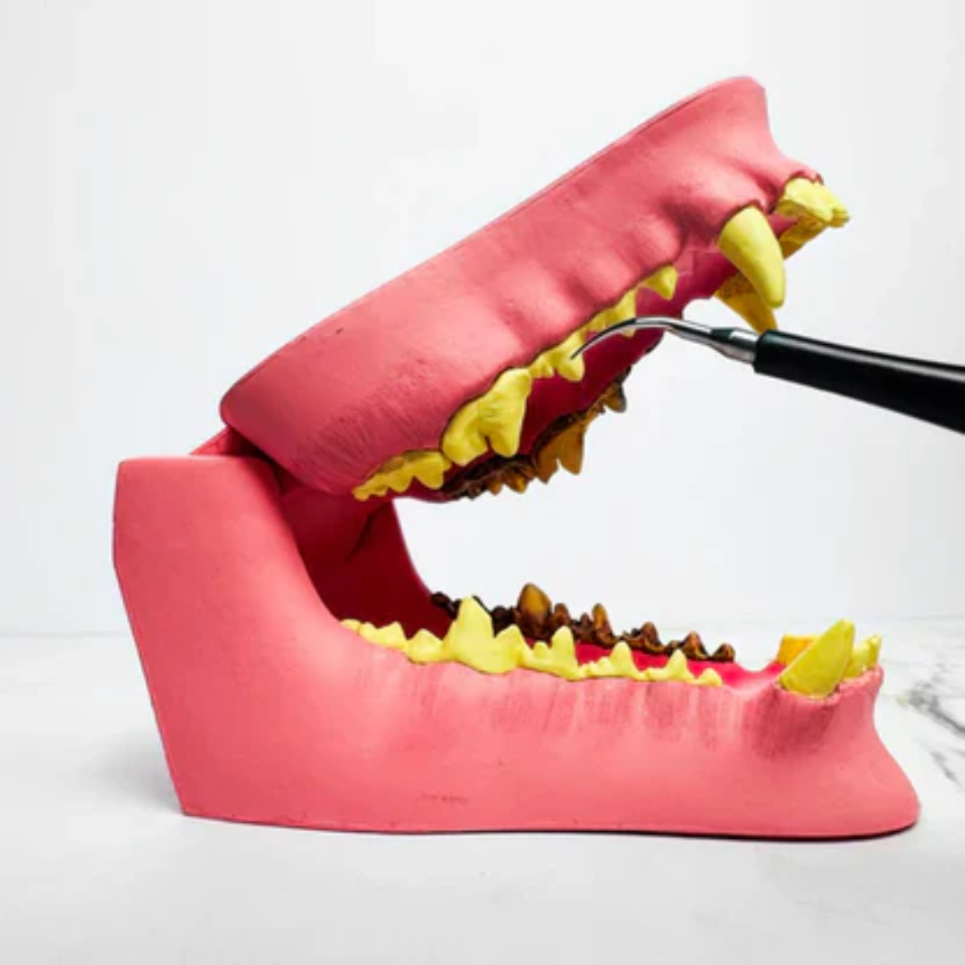 Freshsmile Kit - Safe Dental Care From Home