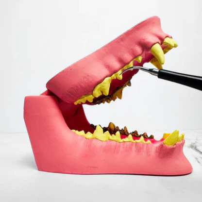 Freshsmile Kit - Safe Dental Care From Home