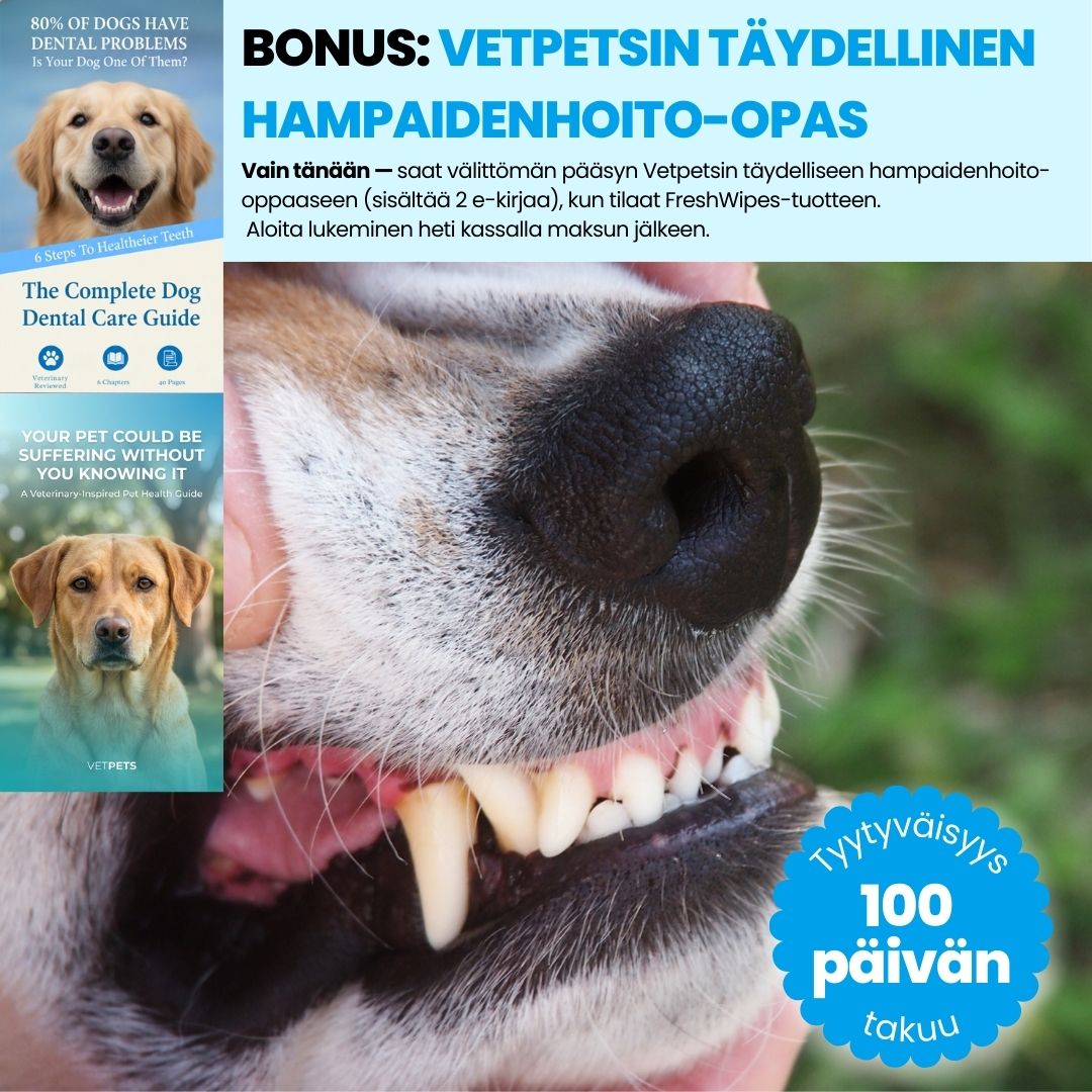 FreshWipes Kit – Suojaa hammassairauksilta