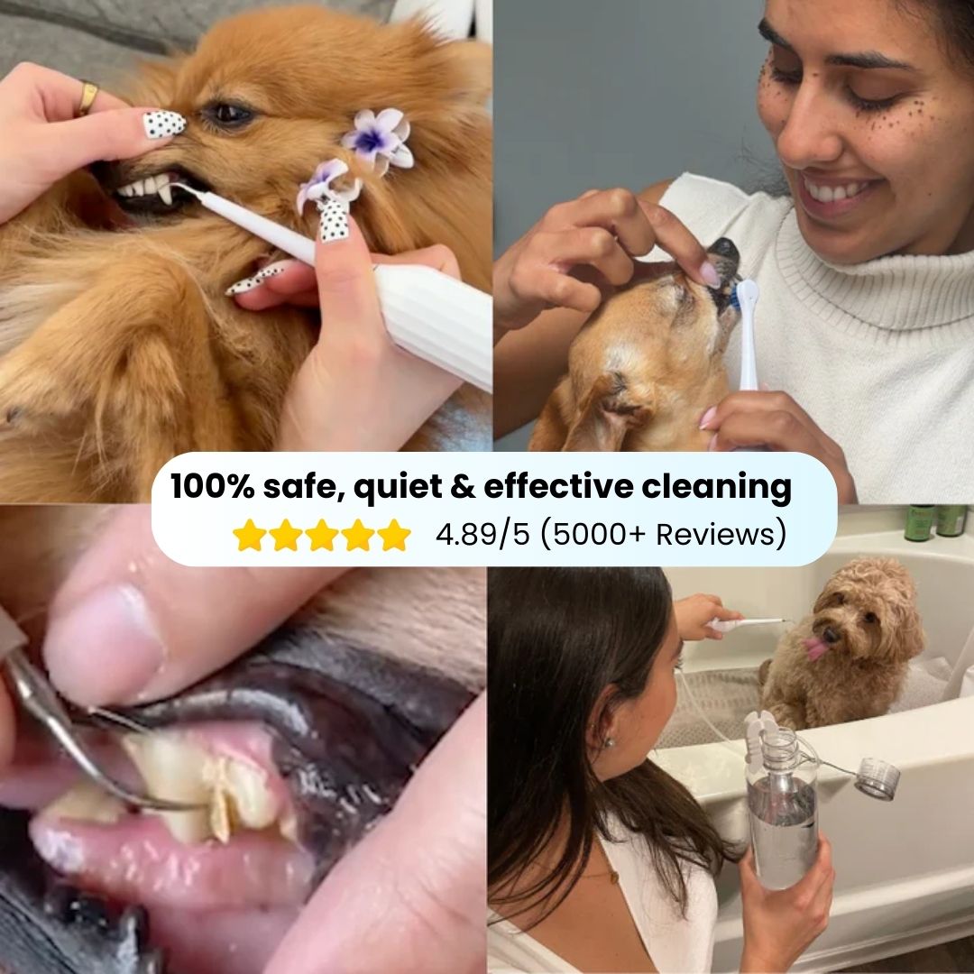 Freshsmile Kit - Safe Dental Care From Home
