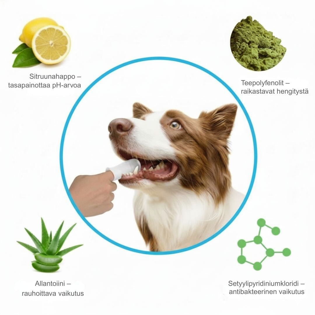 FreshWipes Kit – Suojaa hammassairauksilta