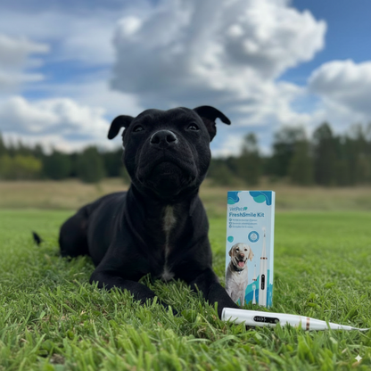 Freshsmile Kit - Trygg Tannpleie Hjemmefra