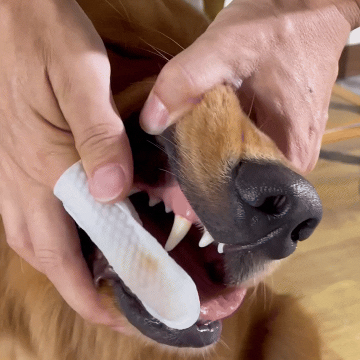 Dog owner using FINGER WIPES as part of an oral care routine