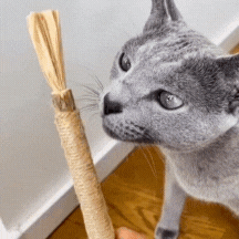 CatStick – Healthy cat teeth and fun play