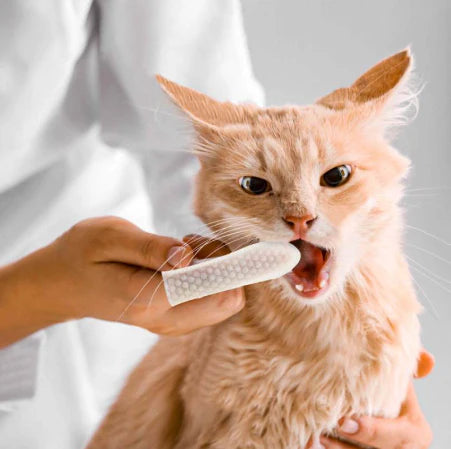 FreshWipe Kit Cats - Protects Against Dental Problems
