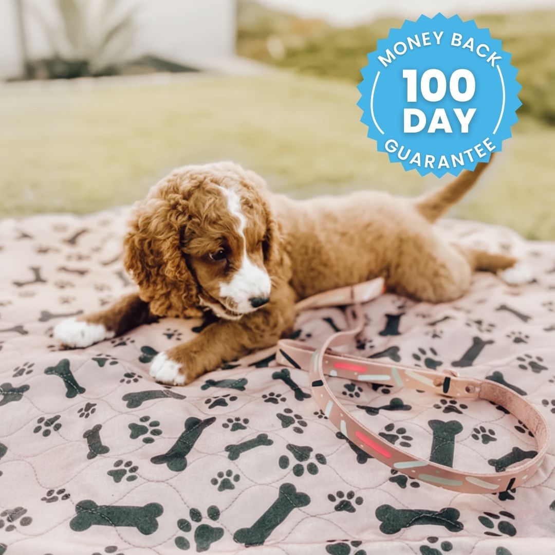 DryPad - Speed Up House Training