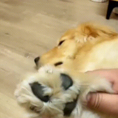 PetGroom Pro - Make grooming easy and safe