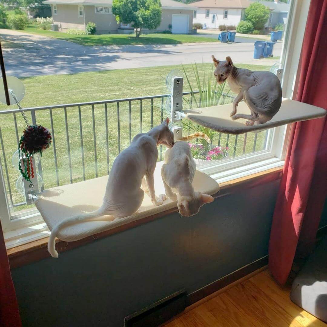 Cat Hammock – Relaxing Cat Paradise