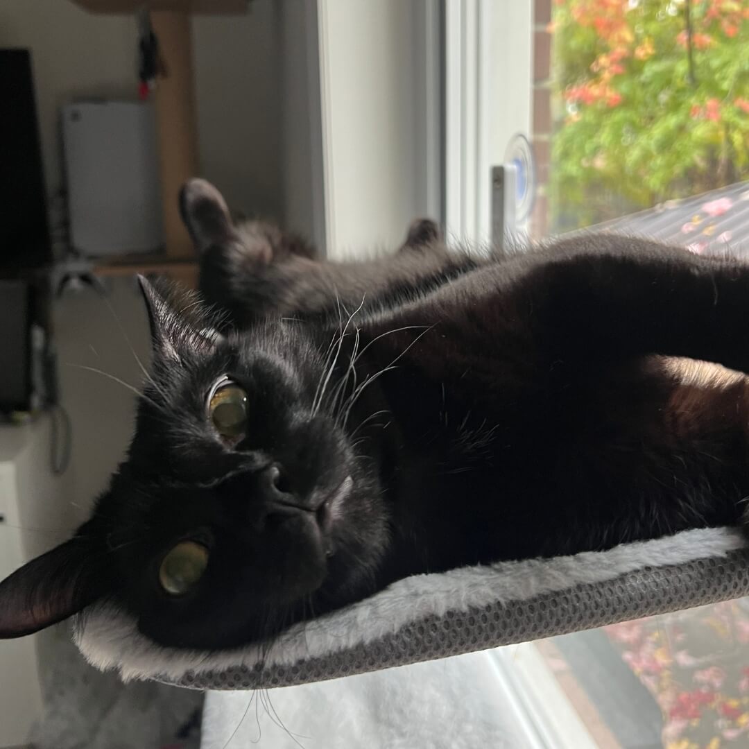 Cat Hammock – Relaxing Cat Paradise