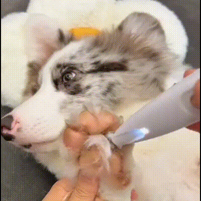 PetGroom Pro - Make grooming easy and safe