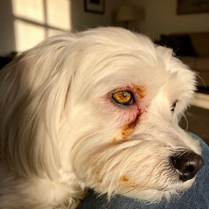Week 1 — a Maltese with hard crust and a red, irritated eye area